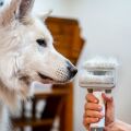 TESLA PetCare Station TQ500 Pro – zestaw do pielęgnacji sierści zwierząt domowych