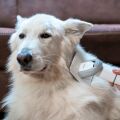 TESLA PetCare Station TQ500 Pro – zestaw do pielęgnacji sierści zwierząt domowych