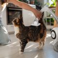 TESLA PetCare Station TQ500 Pro – zestaw do pielęgnacji sierści zwierząt domowych