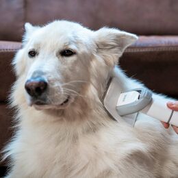 TESLA PetCare Station TQ500 Pro – zestaw do pielęgnacji sierści zwierząt domowych